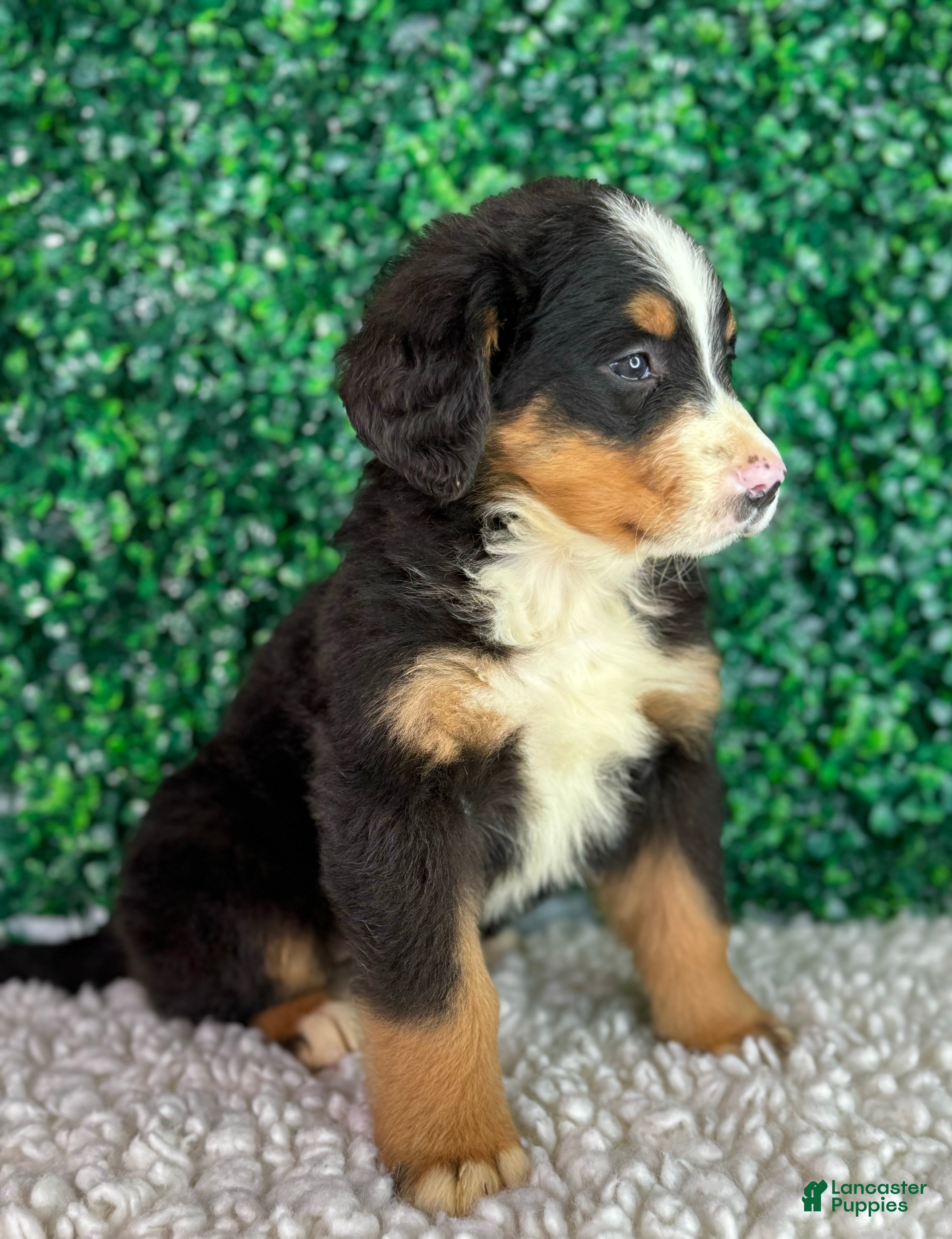 Bernese Mountain Dog dogs Bella  - Ad 2