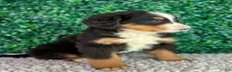 Bernese Mountain Dog dogs for sale: Bella  - Ad 2