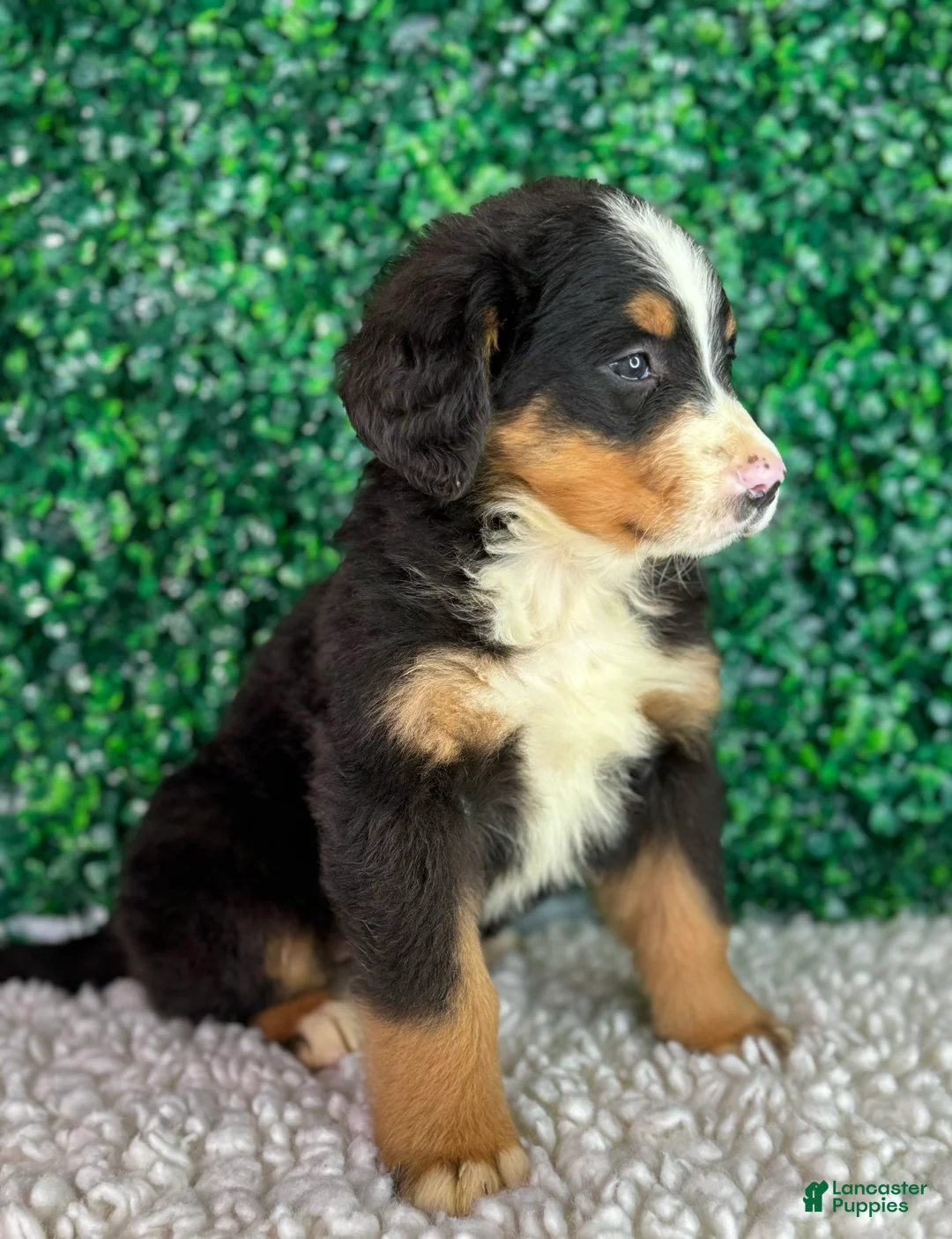 Bernese Mountain Dog dogs for sale: Bella  - Ad 2