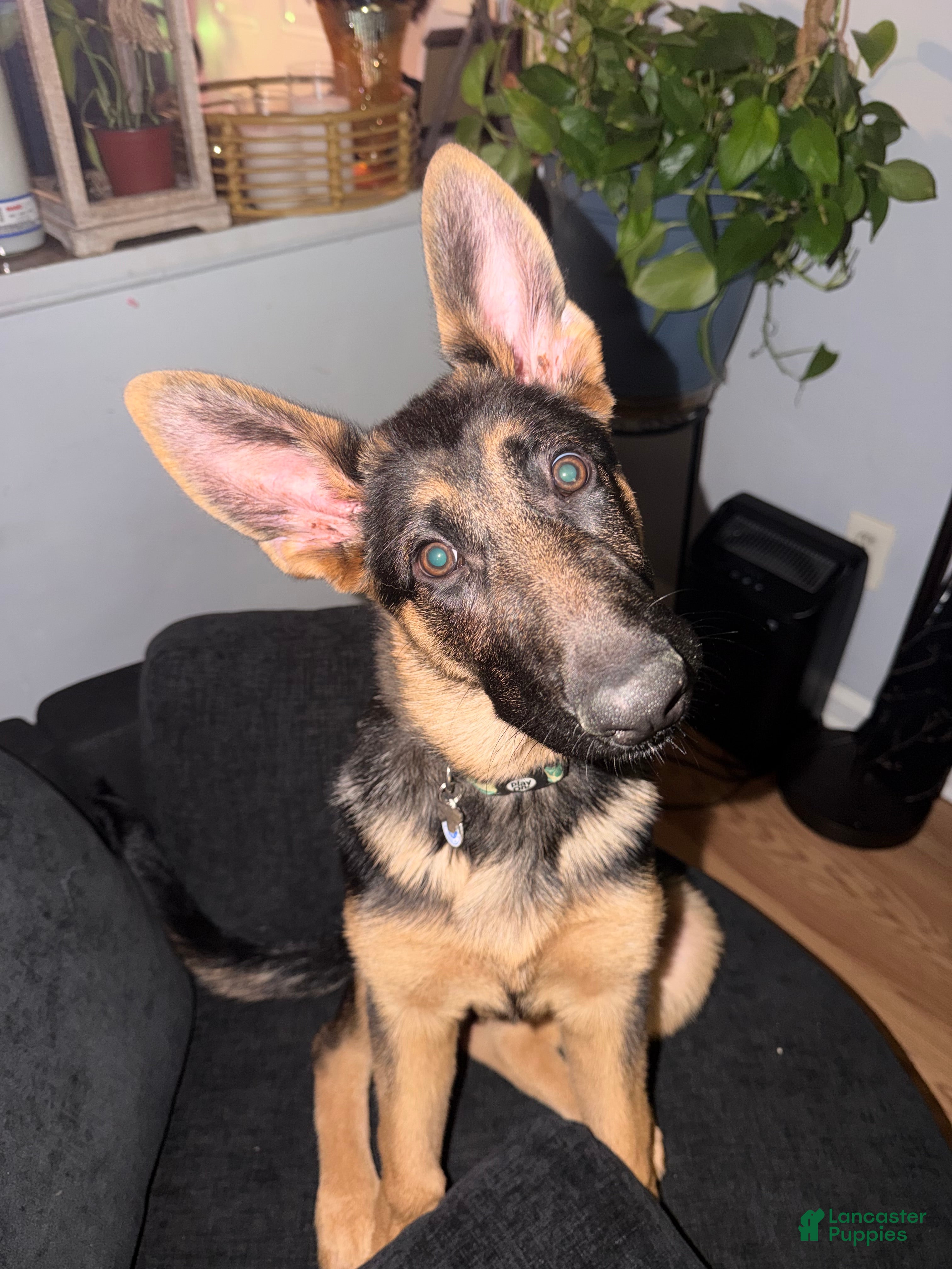German Shepherd dogs for sale: 6 month old female German Shepherd  - Ad 4