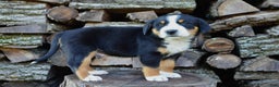 Greater Swiss Mountain Dog dogs for sale: Gloria - Ad 15
