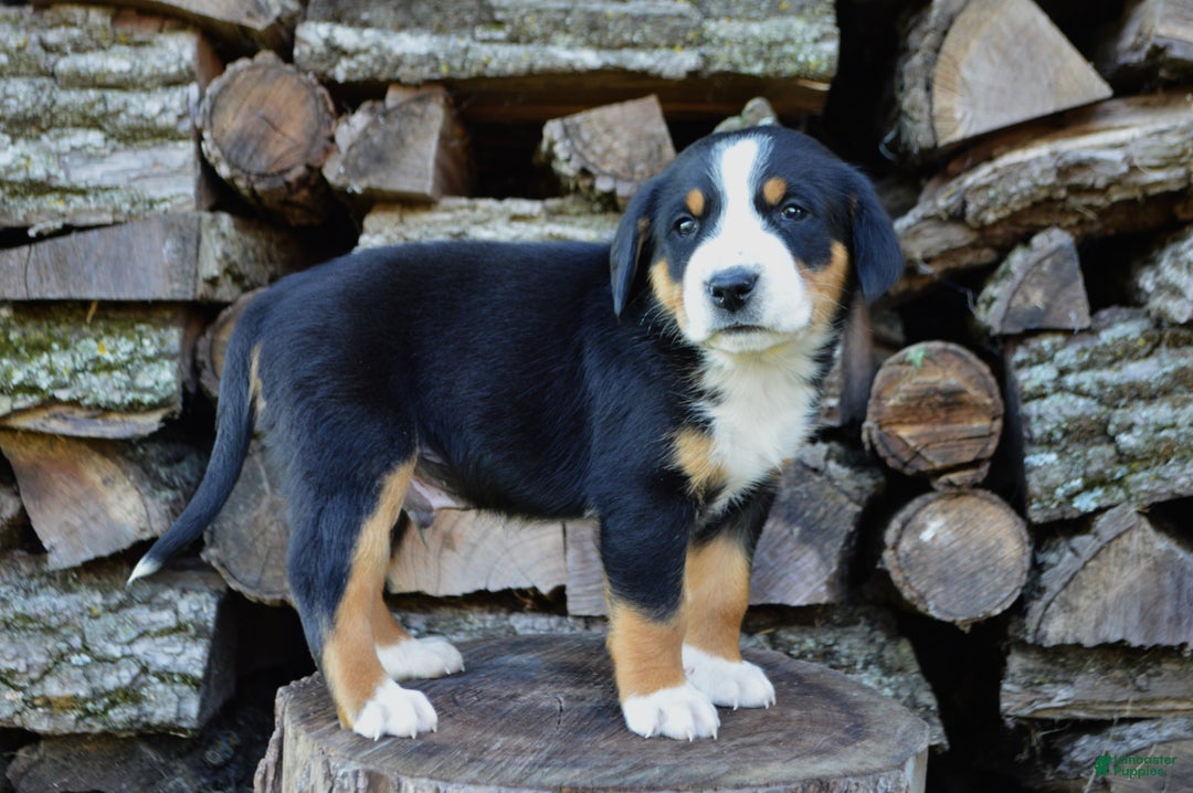 Greater Swiss Mountain Dog dogs for sale: Gloria - Ad 15