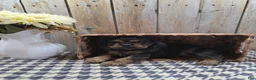 Cocker Spaniel dogs for sale: Leo - Ad 2
