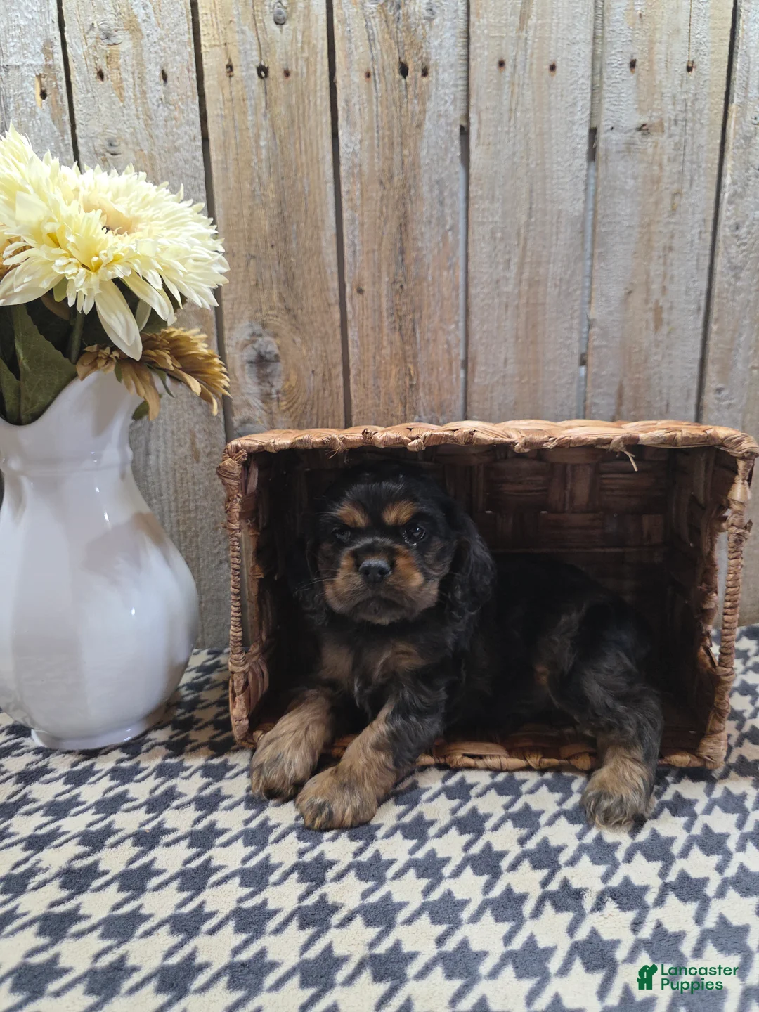 Cocker Spaniel dogs for sale: Leo - Ad 2