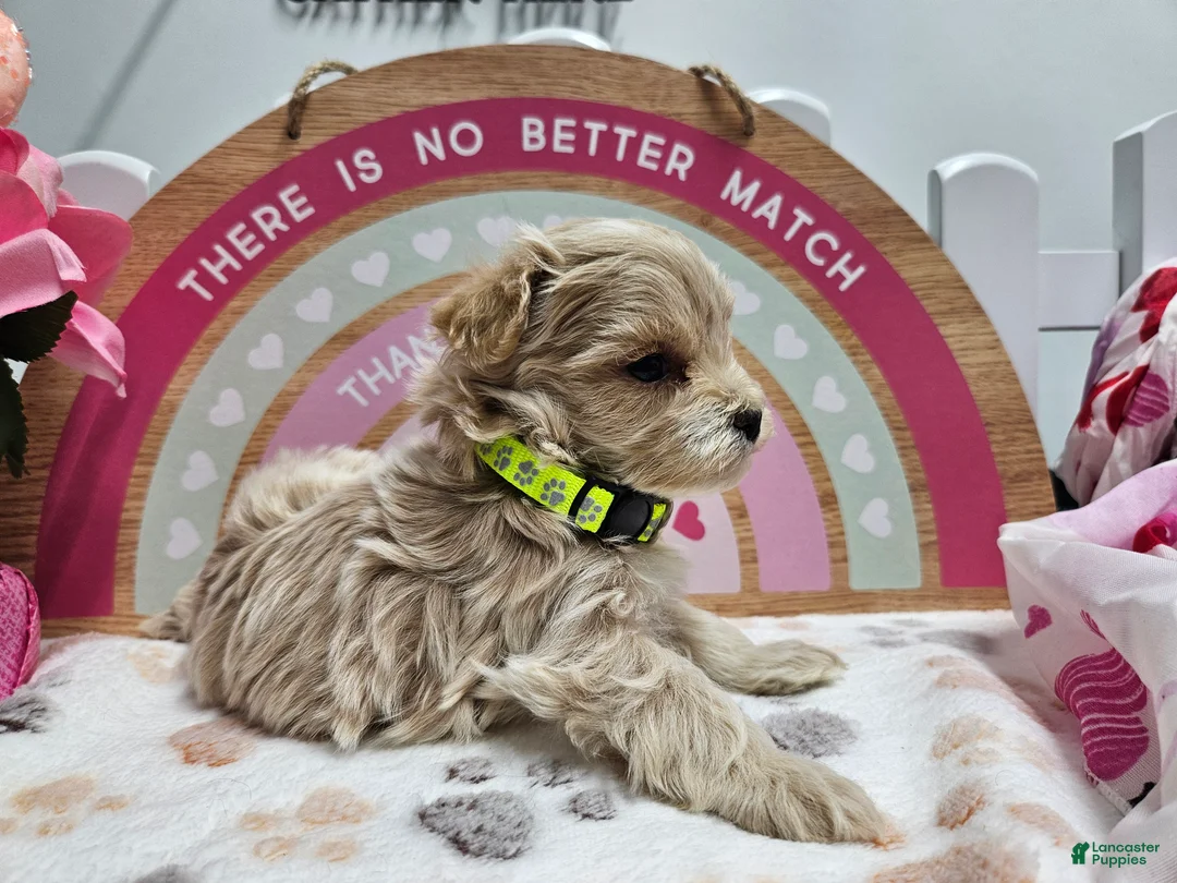 Maltipoo dogs for sale: Maltipoo Rambo Jaye - Ad 6