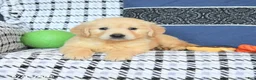 Golden Retriever dogs for sale: Teddy - Ad 3