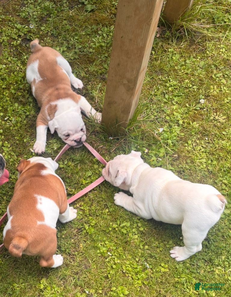 English Bulldog dogs English Bulldog 8 - Ad 7