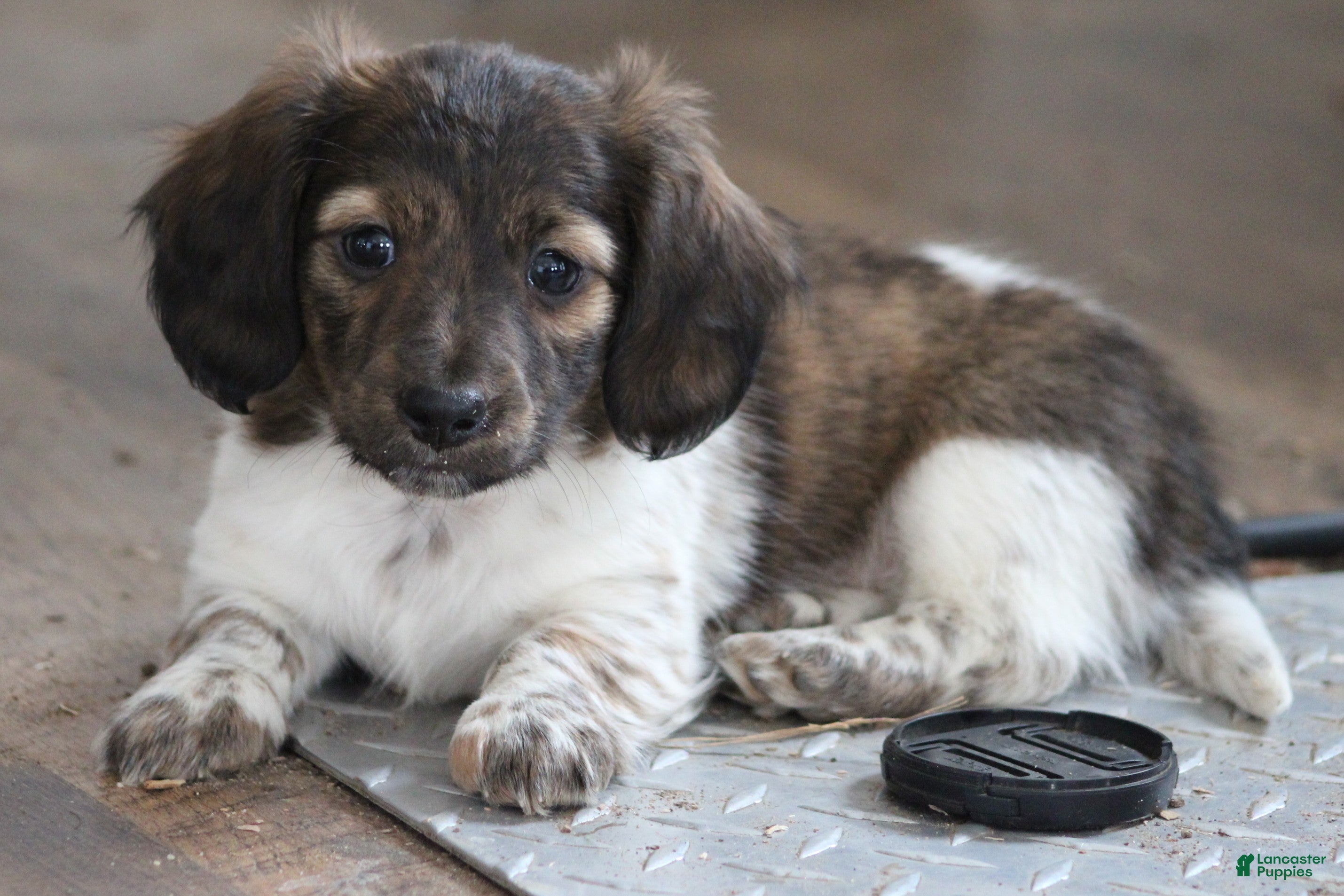 Miniature Dachshund dogs Bonita - Ad 1