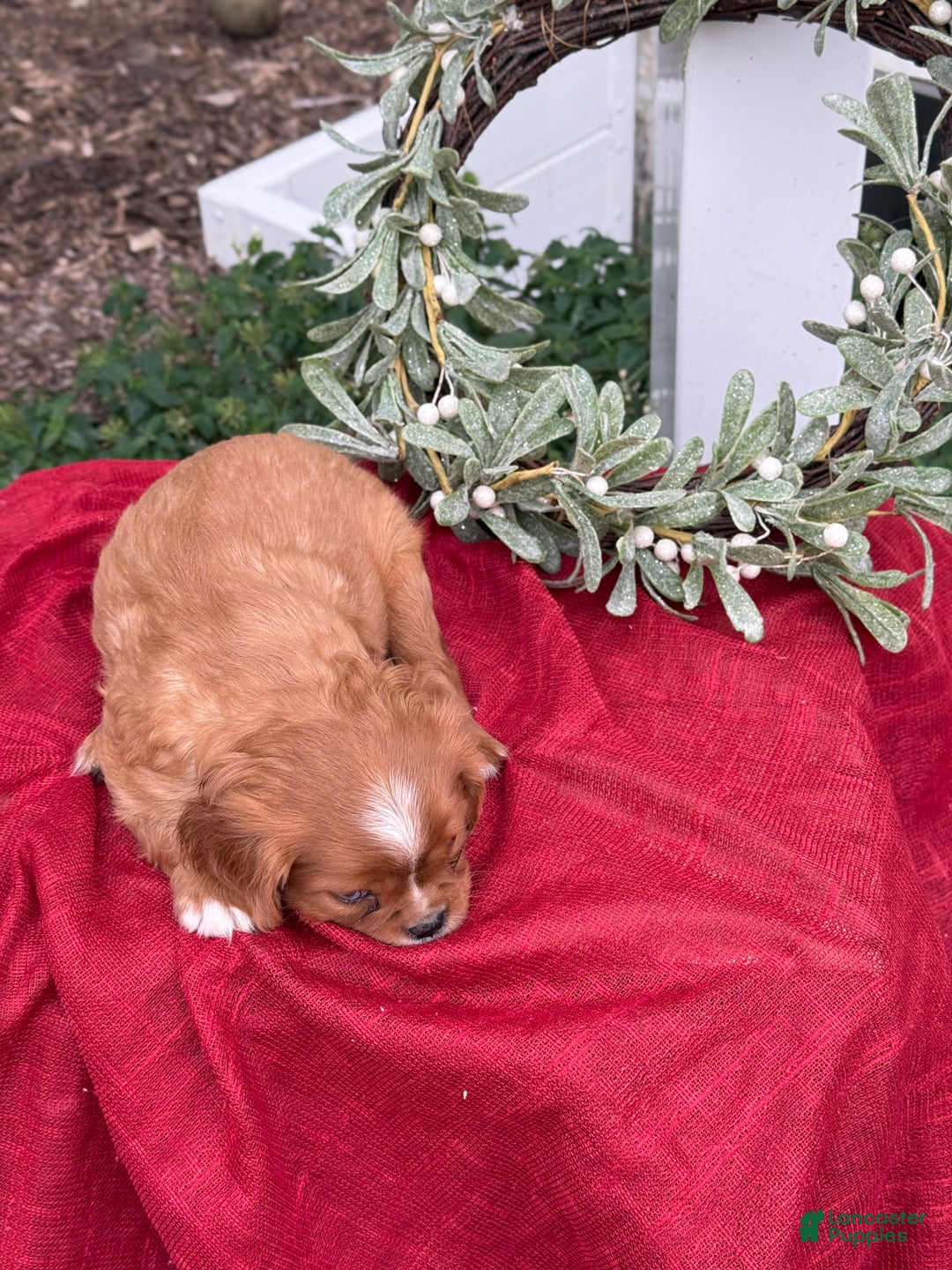 Cavalier King Charles Spaniel dogs for sale: Otis - Ad 2