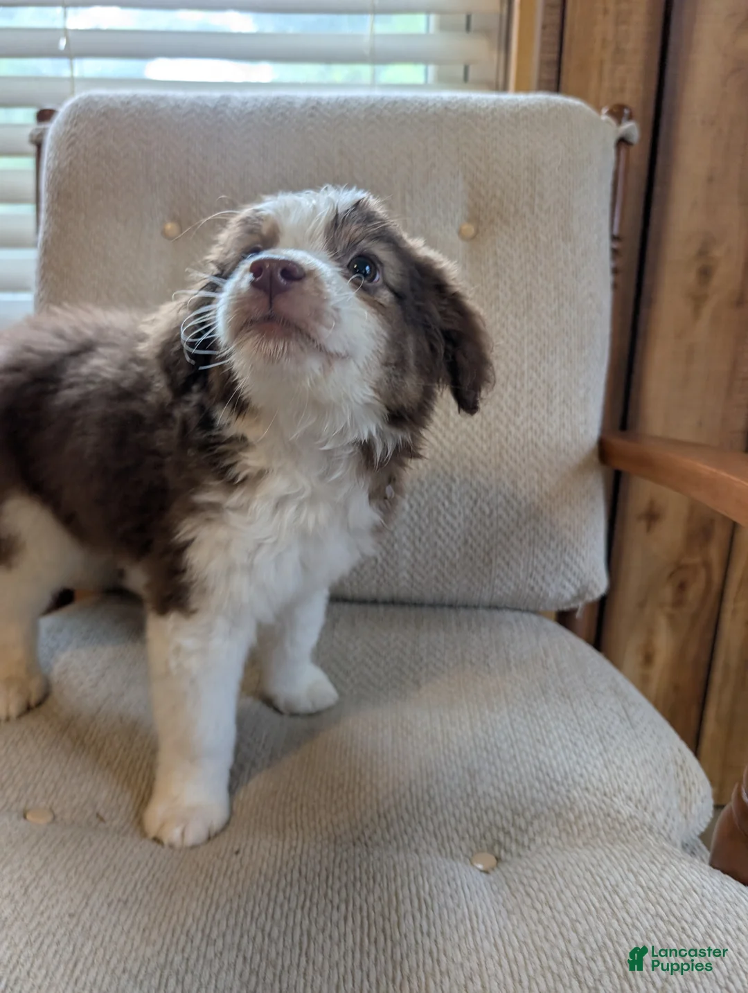 Miniature Australian Shepherd dogs for sale: Miniature Australian Shepherd 1 - Ad 2