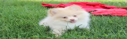 Pomeranian dogs for sale: Teddy  - Ad 6