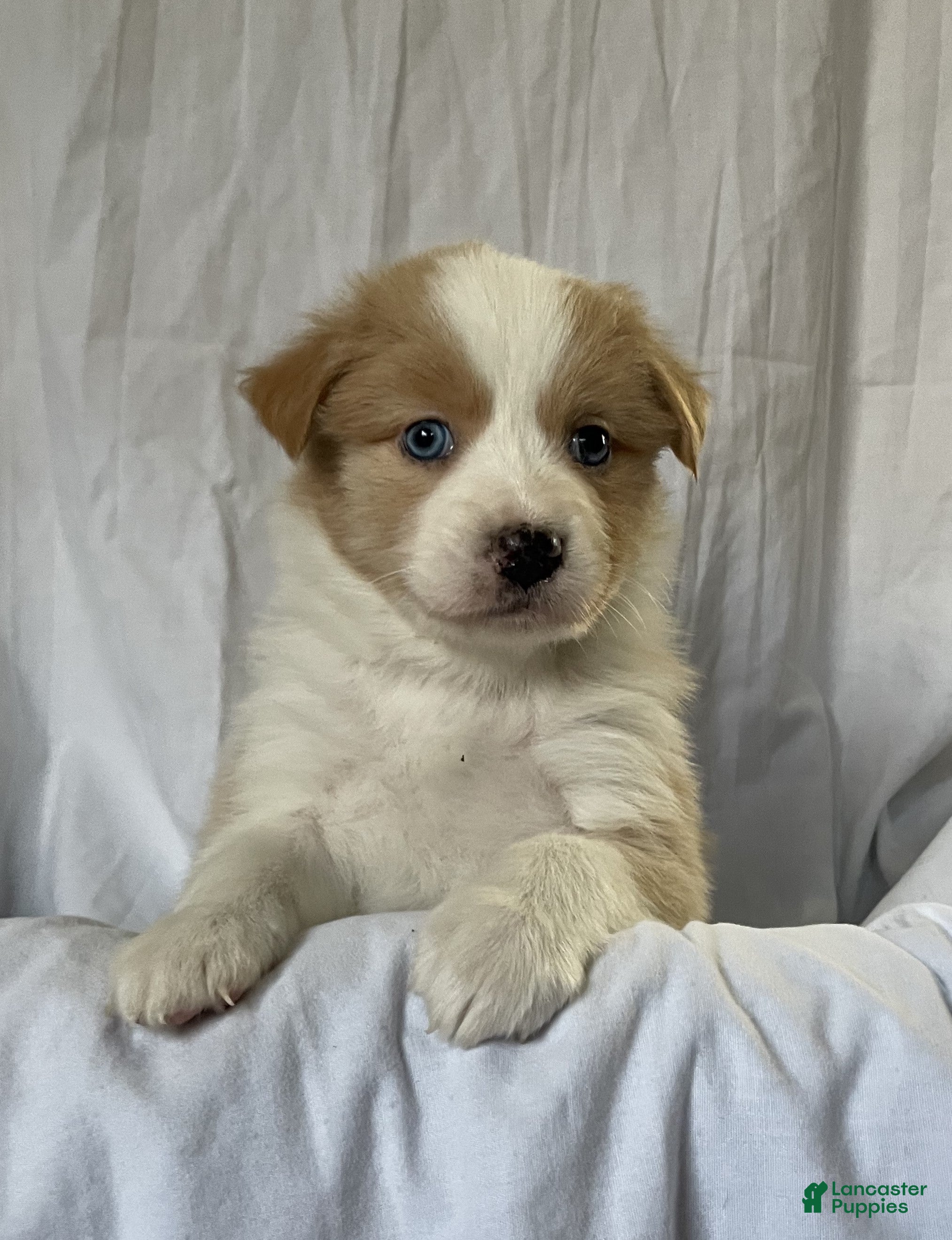 Australian Shepherd dogs Blue - Ad 5