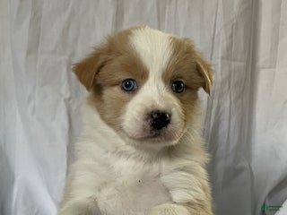 Australian Shepherd dogs Blue - Ad 41