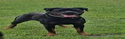 Rottweiler dogs for sale: Grey - Ad 8