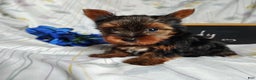 Yorkshire Terrier dogs for sale: Andy - Ad 2