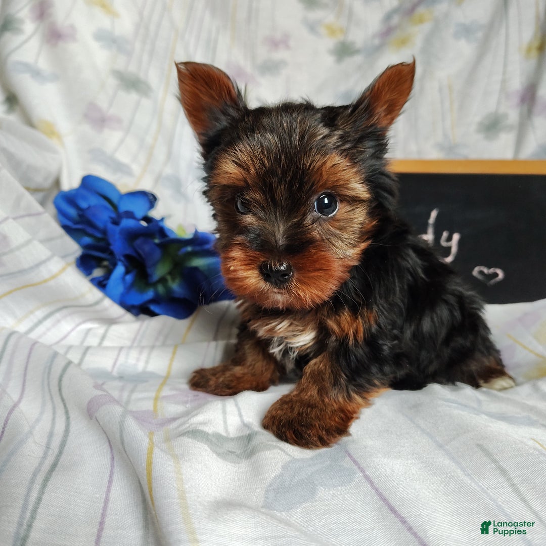Yorkshire Terrier dogs for sale: Andy - Ad 2