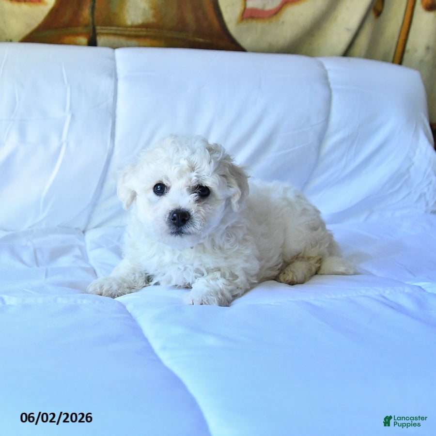 Bichon Frise dogs for sale: Apollo - Ad 1