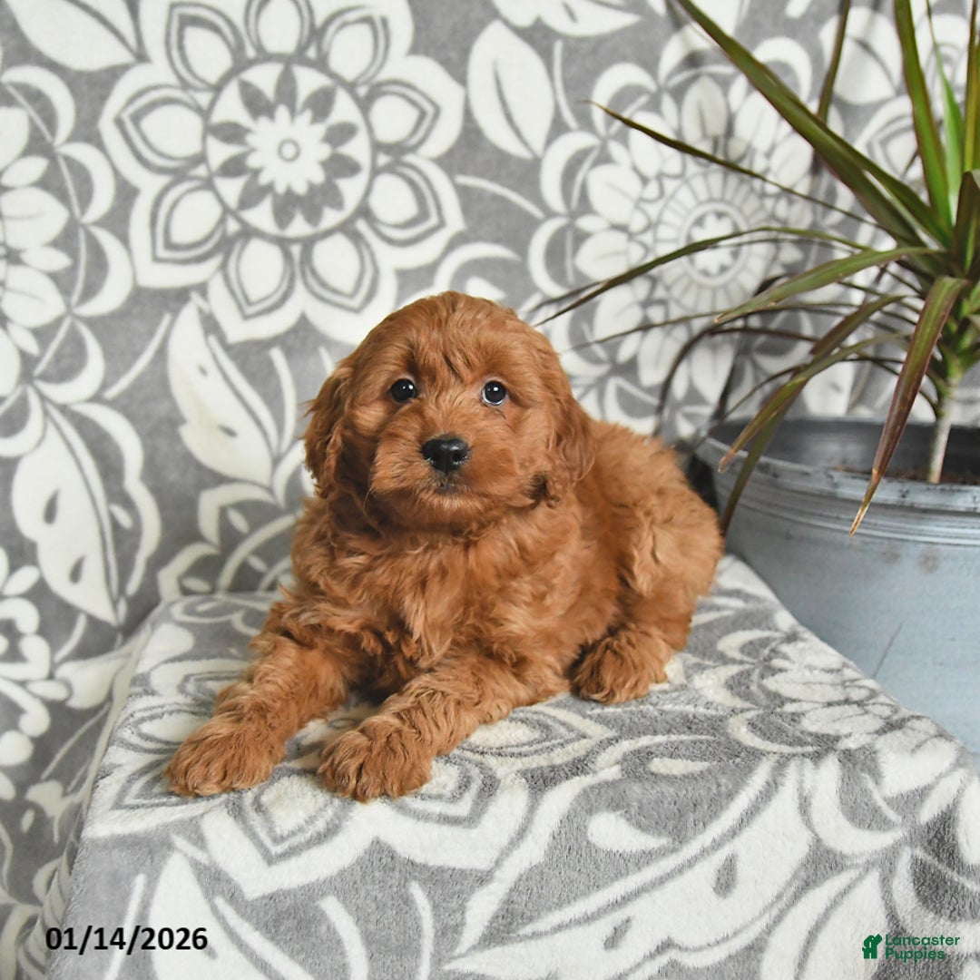 Mini Goldendoodle dogs for sale: Rolo - Ad 4