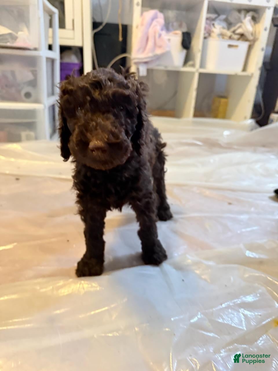Standard Poodle dogs Standard Poodle Puppy 6 - Ad 1