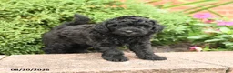 Miniature Poodle dogs for sale: Stella - Ad 4