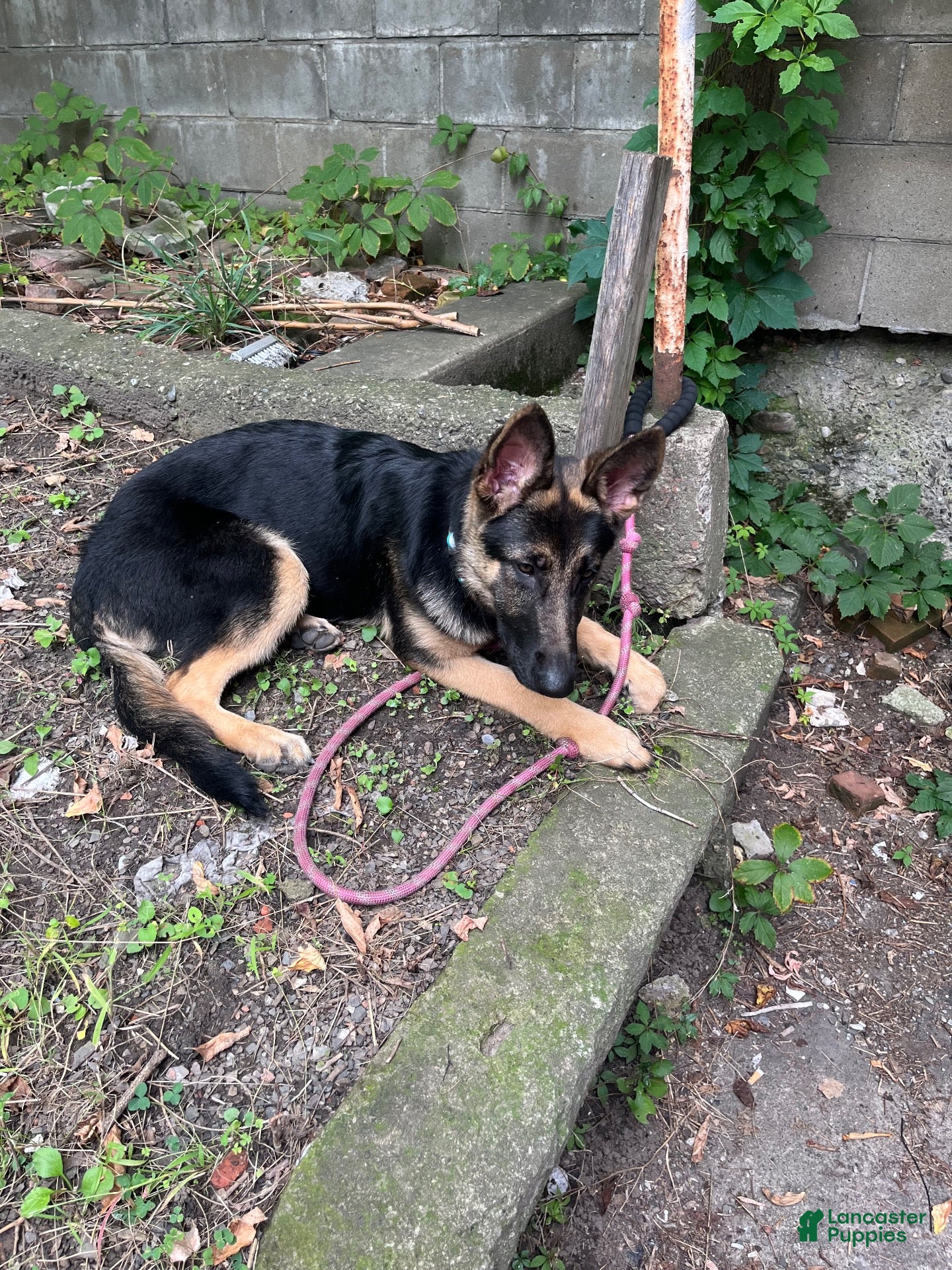 German Shepherd dogs German Shepherd 1 - Ad 24