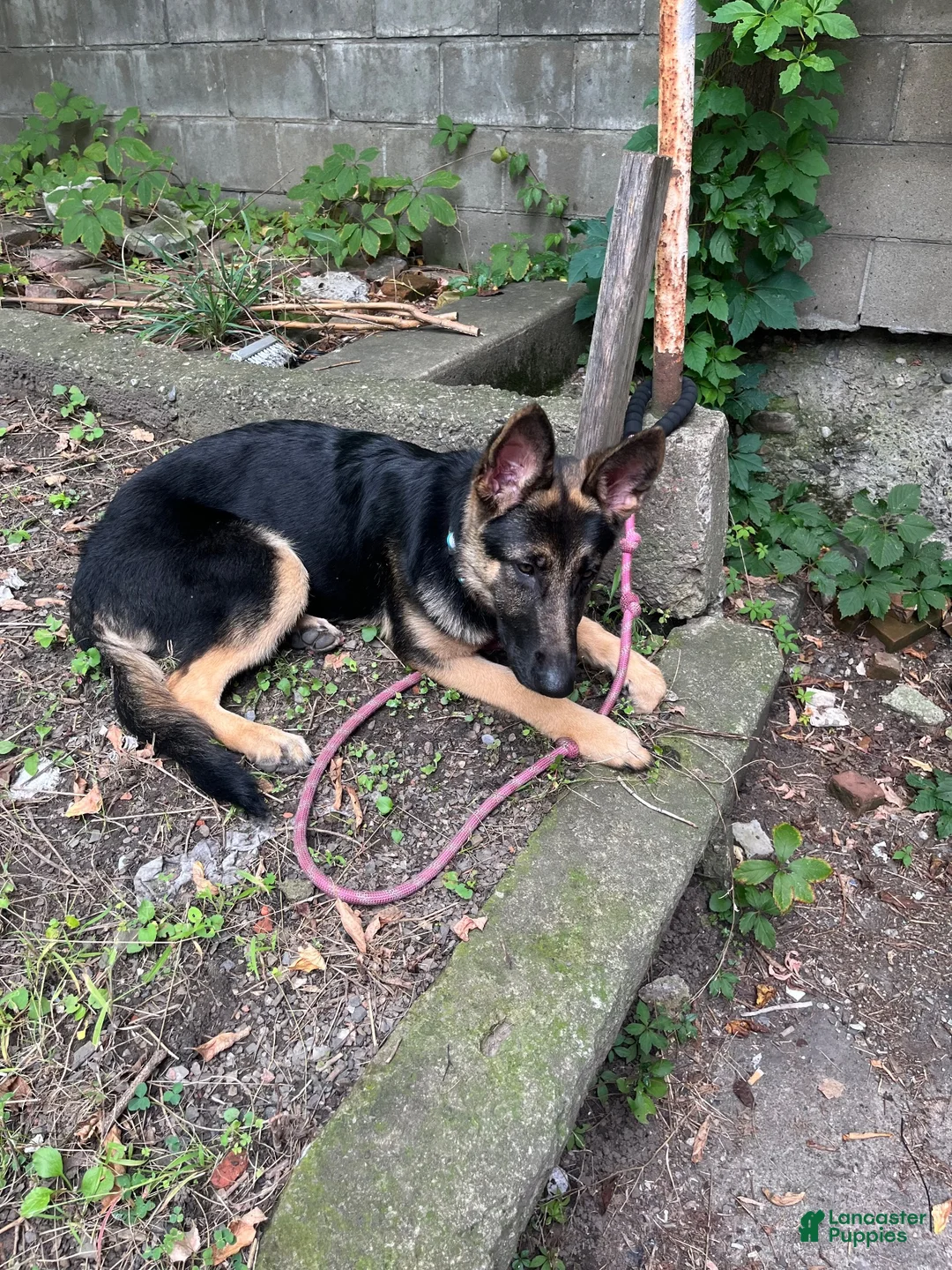 German Shepherd dogs for sale: German Shepherd 1 - Ad 1