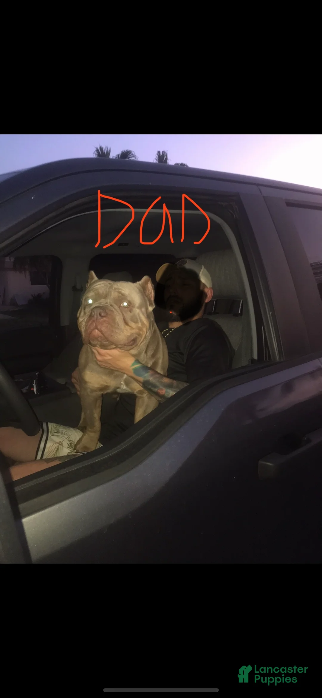 American Bully dogs for sale: American Bully Puppy 1 - Ad 6