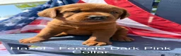 Labrador Retriever dogs for sale: Labrador Retriever Female 1 - Ad 1