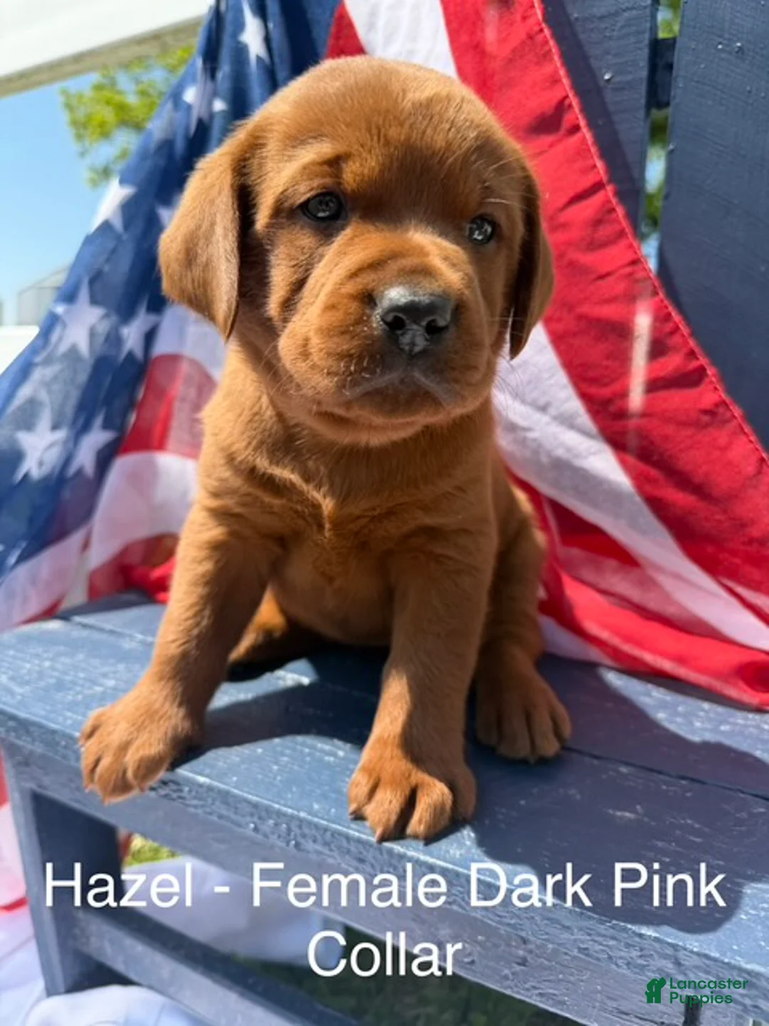 Labrador Retriever dogs for sale: Labrador Retriever Female 1 - Ad 1