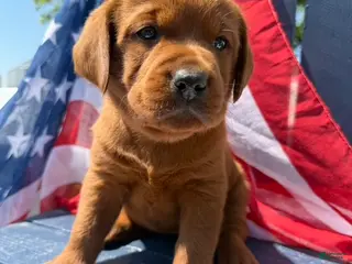 Labrador Retriever dogs Labrador Retriever Female 1 - Ad 18