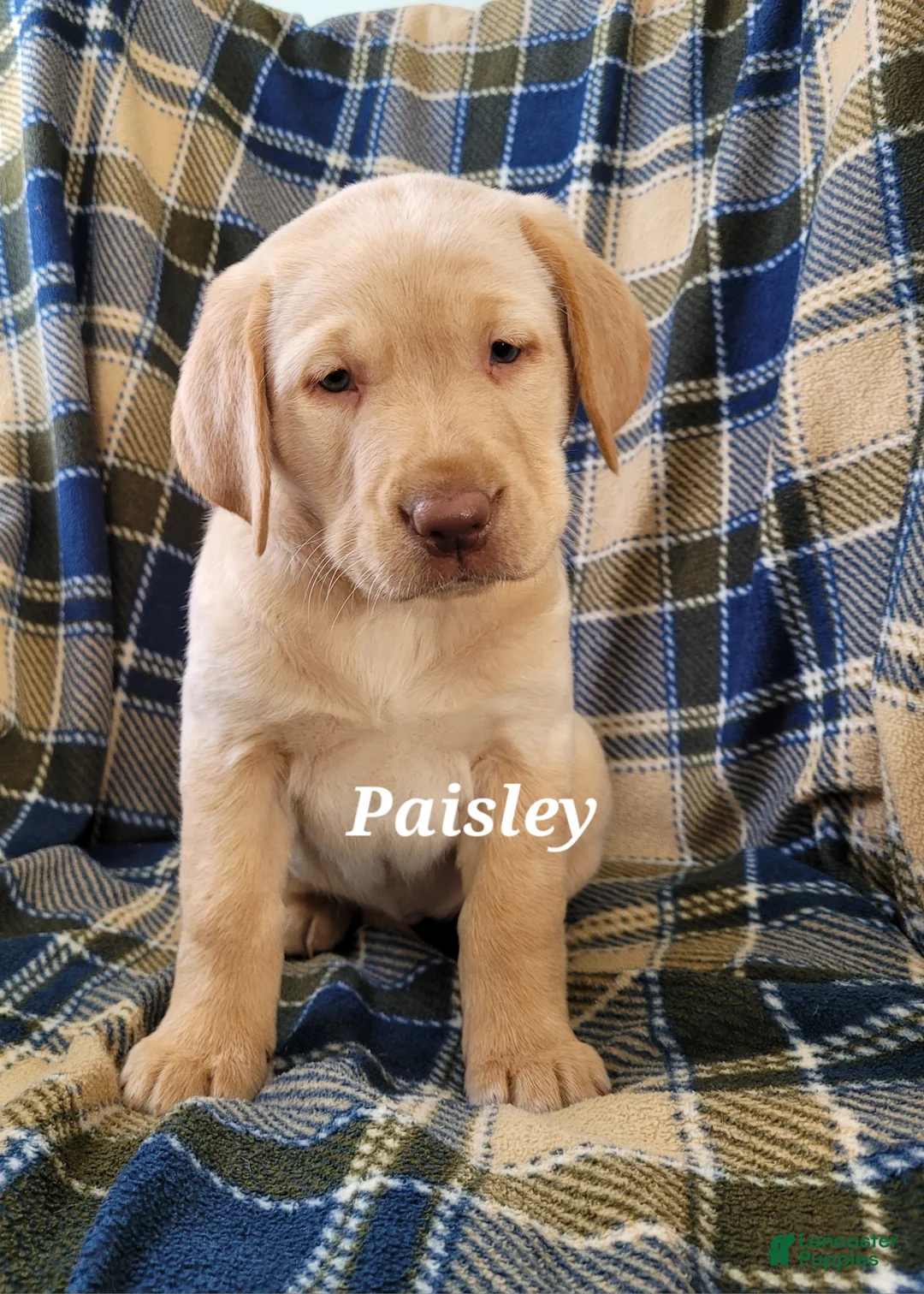 Labrador Retriever dogs for sale: Paisley  - Ad 1