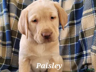 Labrador Retriever dogs for sale: Paisley - Ad 1