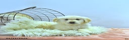 Golden Retriever dogs for sale: Charlie - Ad 4