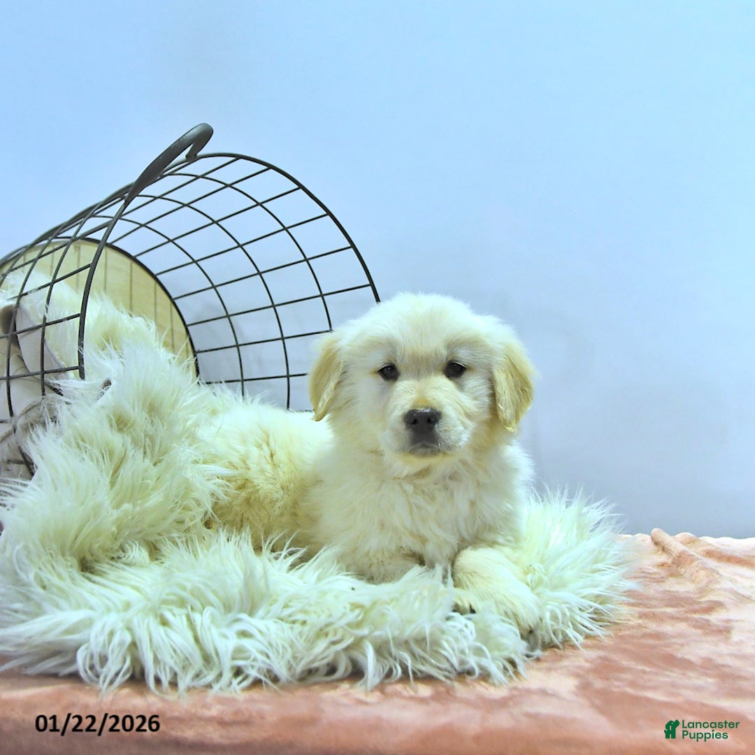 Golden Retriever dogs for sale: Charlie - Ad 4