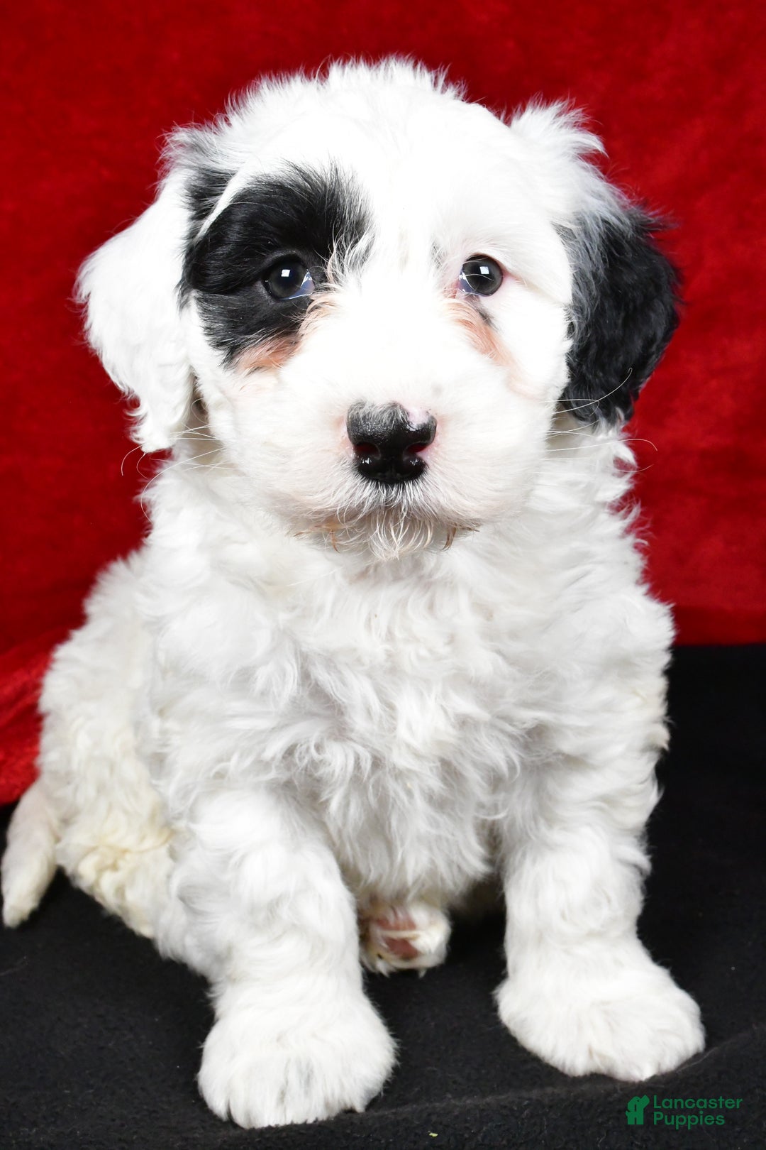 Mixed Breed dogs for sale: Sarah - Ad 9