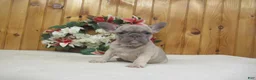 French Bulldog dogs for sale: AKC Sunny - Ad 3