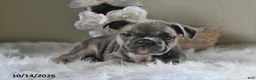 Frenchton dogs for sale: Buster - Ad 3