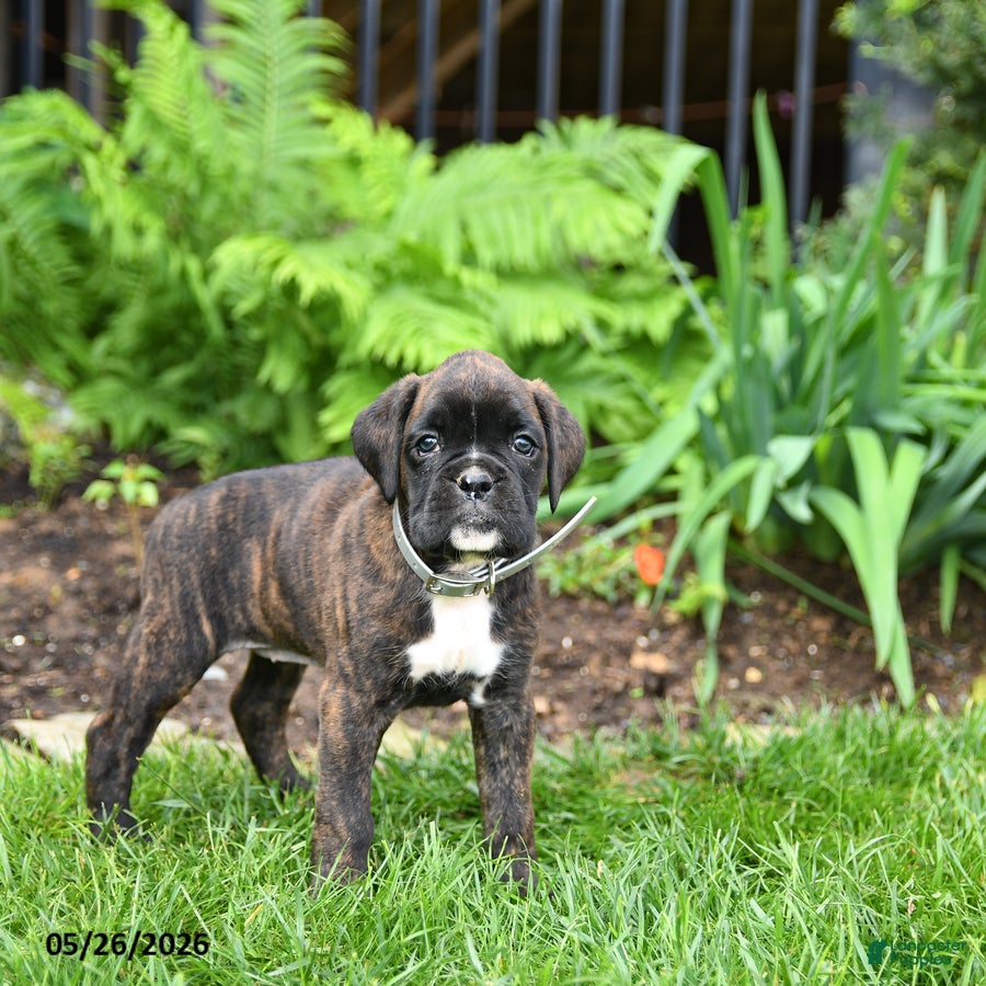 Boxer dogs Bailey - Ad 2
