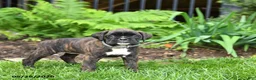 Boxer dogs for sale: Bailey - Ad 2