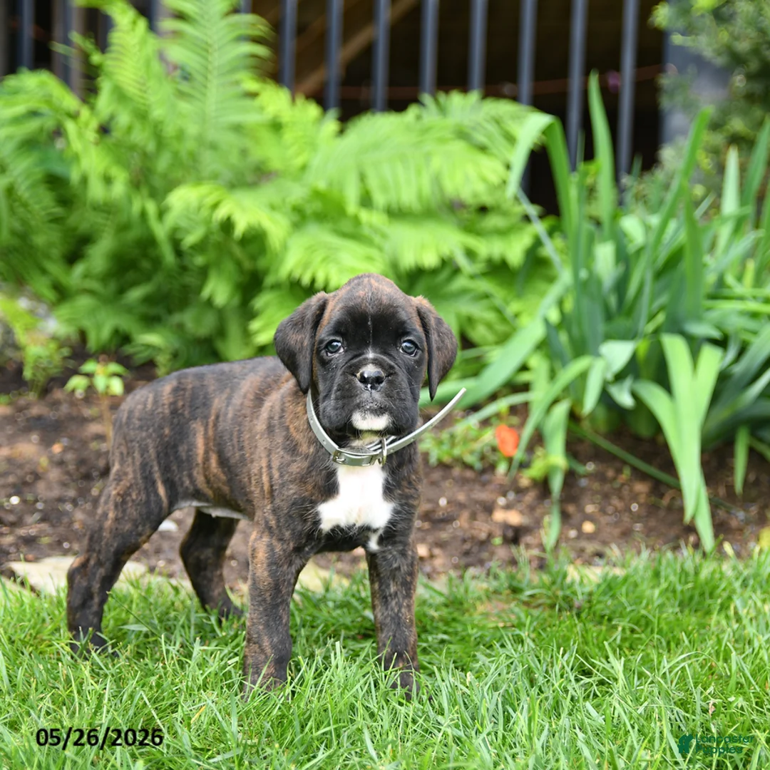 Boxer dogs for sale: Bailey - Ad 2