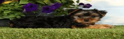 Yorkshire Terrier dogs for sale: Keesha - Ad 5