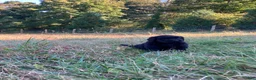 Newfoundland dogs for sale: Scarlet - Ad 7