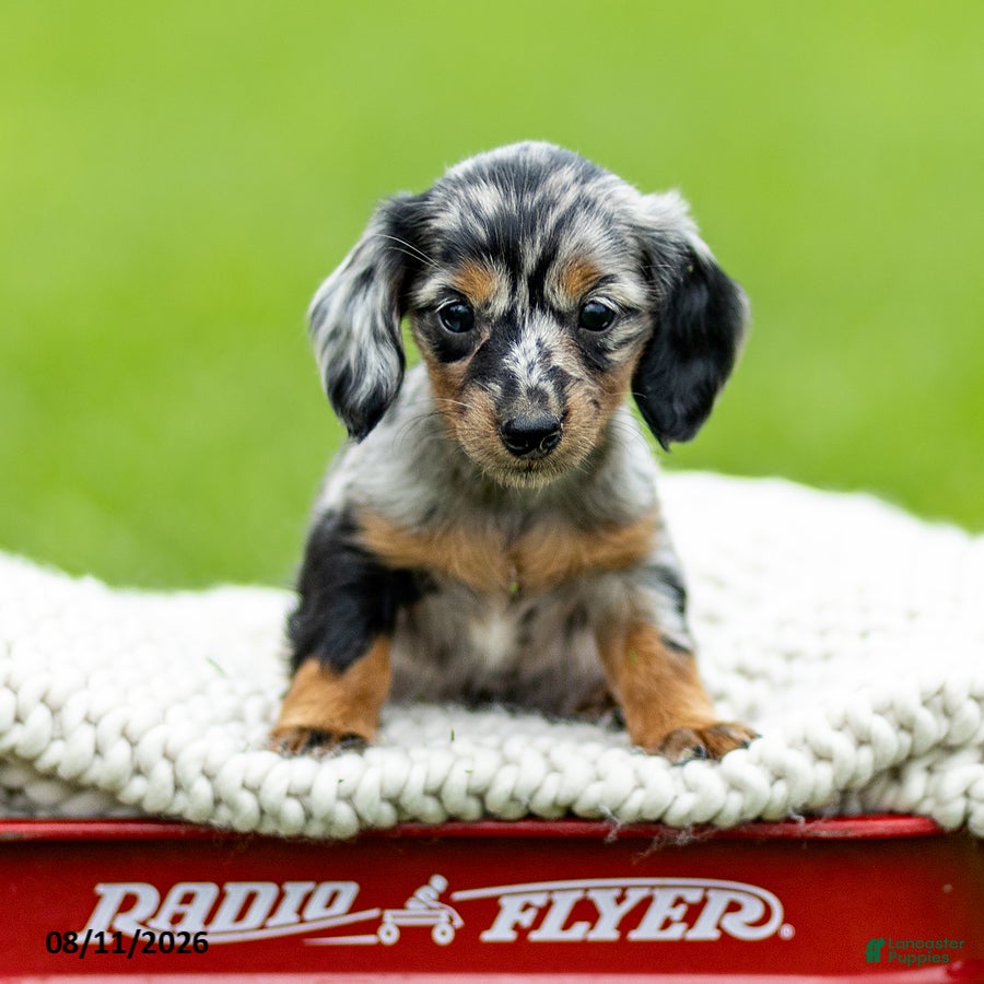 Miniature Dachshund dogs Beverly - Ad 1