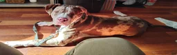 American Bully dogs for sale: American Bully Puppy 1 - Ad 2
