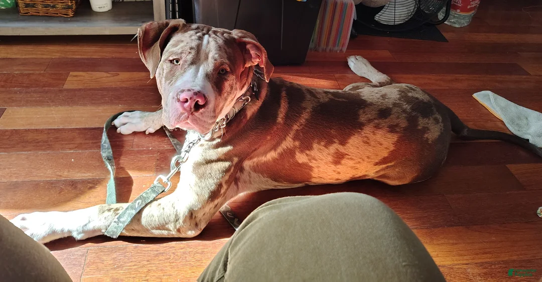 American Bully dogs for sale: American Bully Puppy 1 - Ad 2