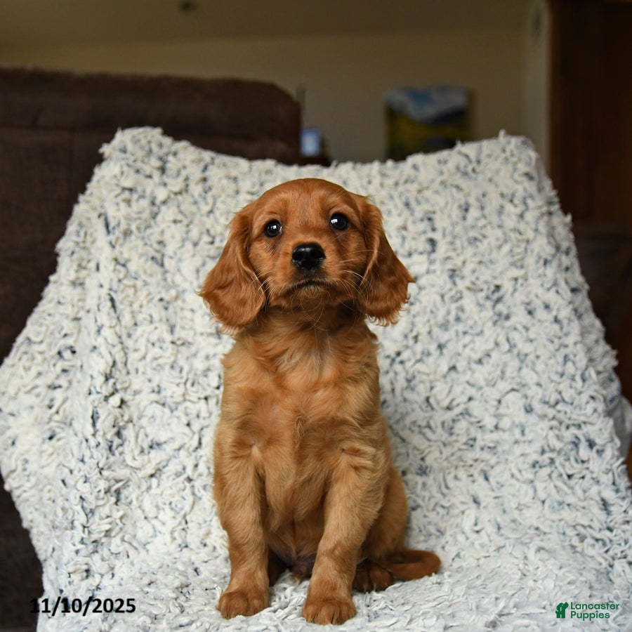 Miniature Golden Retriever dogs Nibbles - Ad 6