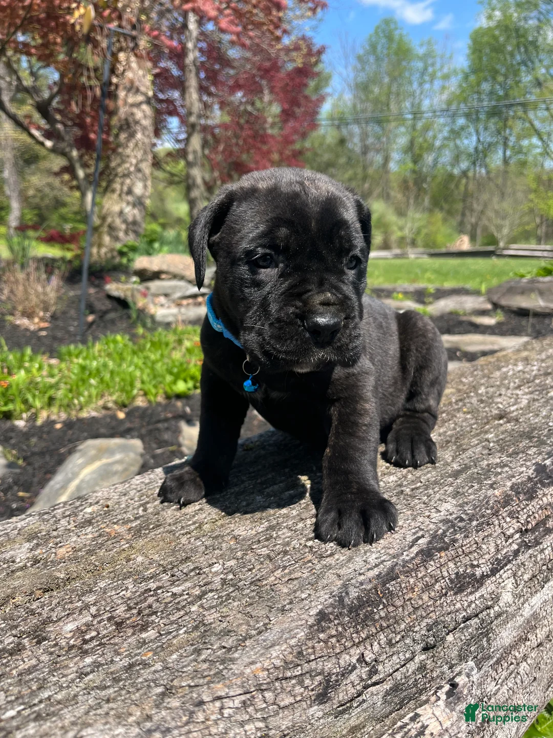 Cane Corso dogs for sale: Zeus - Ad 2