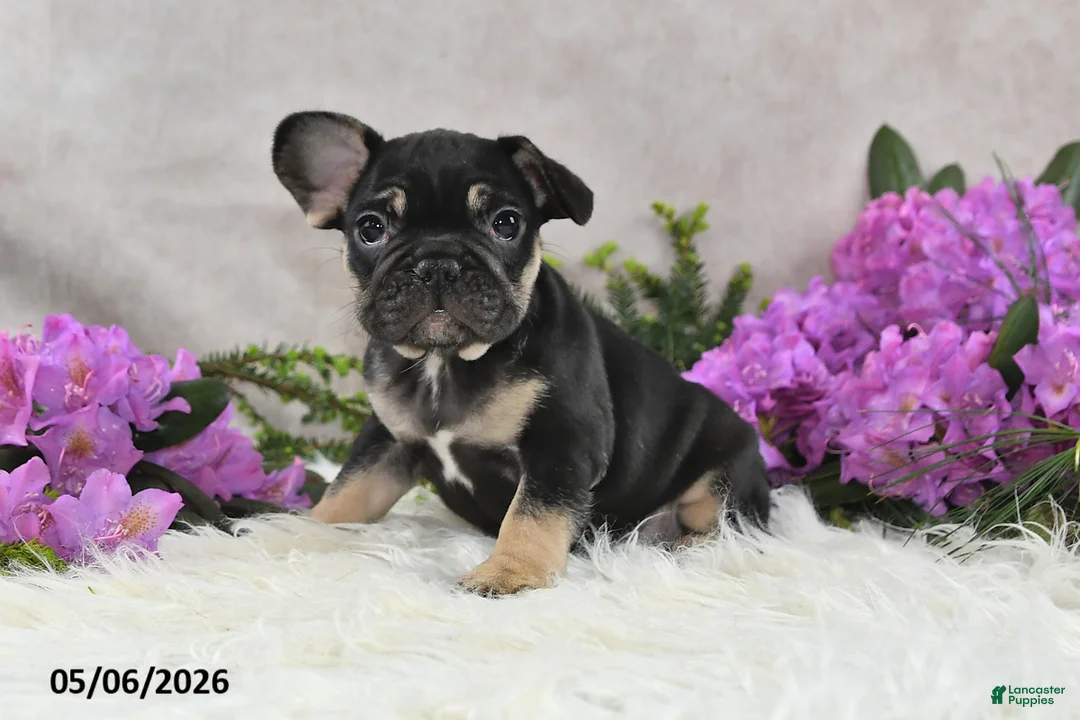 French Bulldog dogs for sale: Heidi - Ad 1