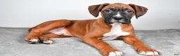 Boxer dogs for sale: Adam - Ad 4