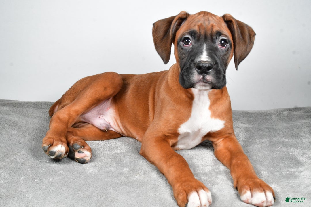 Boxer dogs for sale: Adam - Ad 4